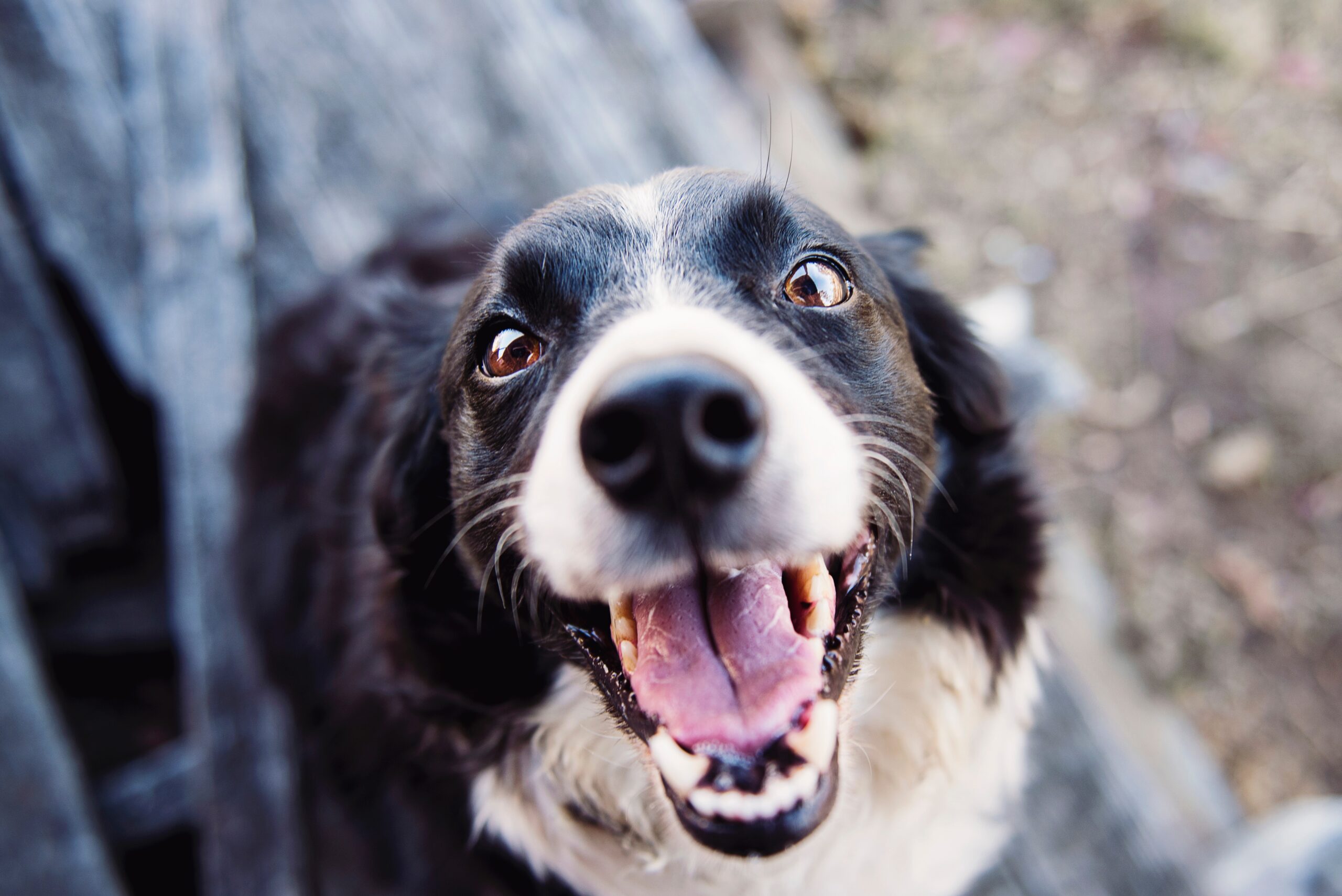 Dieta vegana per il tuo cane