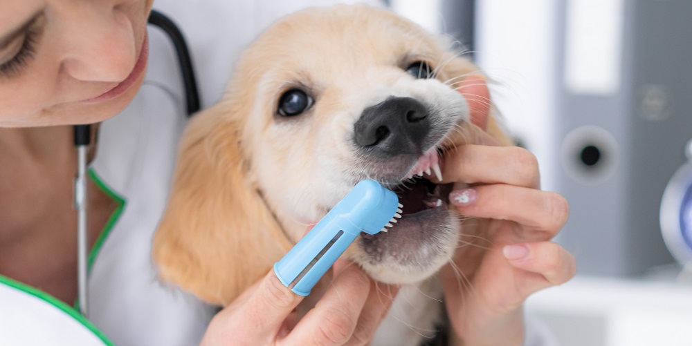 Cura dei denti del cane