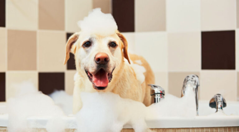 shampoo anti-prurito per cani